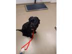 Adopt REO a Golden Retriever, Poodle