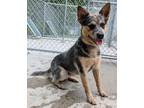 Adopt Kash a Labrador Retriever