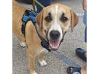 Adopt Joey J a Mixed Breed