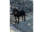 Adopt Roscoe a Labrador Retriever