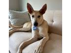 Adopt Yang a Husky, Shepherd