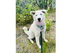 Adopt Amos a Husky