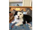 Adopt Felix a Domestic Short Hair