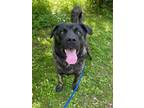 Adopt Bear a Chow Chow