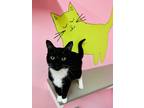 Adopt Kent a Domestic Short Hair