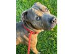 Adopt Lowry Yrly 217 a Mastiff