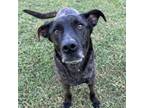 Adopt Tarquin a Labrador Retriever, Terrier