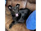 Adopt Kendrick a Shepherd, Mixed Breed