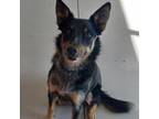 Adopt Oates a Mixed Breed