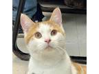 Adopt Archie a Domestic Short Hair