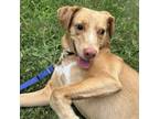 Adopt Bunker a Labrador Retriever