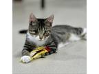 Adopt Ragetti a Domestic Short Hair