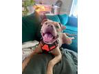 Adopt Canelo a Pit Bull Terrier