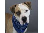 Adopt Brody a American Staffordshire Terrier