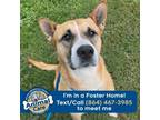 Adopt Moe a Husky