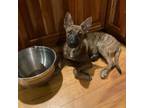 Adopt Tiger a Belgian Shepherd / Malinois, Dutch Shepherd