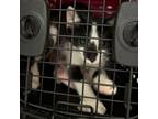 Adopt Sven a Domestic Short Hair