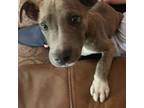 Adopt Parker a Staffordshire Bull Terrier, Mixed Breed