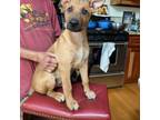 Adopt Ginger1 a Belgian Shepherd / Malinois, Mixed Breed
