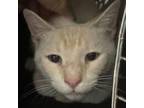 Adopt Dick a Domestic Short Hair