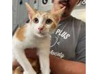 Adopt Floki a Domestic Short Hair