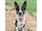 Adopt Scampi a Collie, Mixed Breed