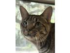 Adopt William Shakespaw a Domestic Short Hair
