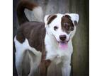 Adopt Rocky a Border Collie