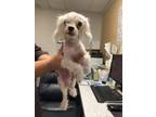 Adopt Alastair a Poodle, Mixed Breed