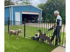 Adopt Max Alan a Weimaraner