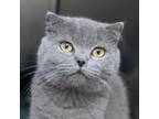 Adopt Dinky Kuwait a Scottish Fold