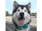 Adopt Zeus a Alaskan Malamute, Mixed Breed