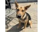 Adopt Newton a German Shepherd Dog