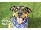 Adopt Freddie Mercury a Catahoula Leopard Dog, Mixed Breed