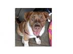 Adopt Felicia's Charmers: Buddy a Great Pyrenees, Australian Cattle Dog / Blue