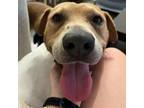 Adopt Andre a Labrador Retriever, Boxer