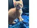 Adopt Catrick Swayze a Domestic Short Hair