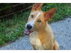 Adopt Levi a Border Collie, Australian Cattle Dog / Blue Heeler