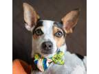 Adopt Vino a Rat Terrier