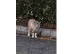 Adopt Bob a Domestic Short Hair, Siamese