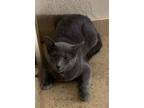 Adopt Sammy a Russian Blue, Domestic Short Hair