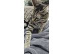 Adopt Timber a Tabby