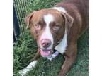 Adopt Mr. Wiggles a Pit Bull Terrier, Mixed Breed