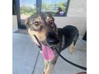 Adopt Wylie a Shepherd