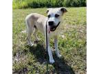 Adopt Paradise a Husky