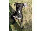 Adopt Teddy "READ ENTIRE DESCRIPTION" a Labrador Retriever