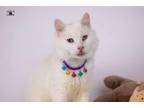 Adopt Whitey a Persian, Turkish Angora