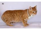 Adopt Pumpkin five months old a Egyptian Mau