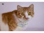 Adopt Tiko one year old a British Shorthair