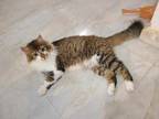 Adopt Salem a Egyptian Mau, Persian